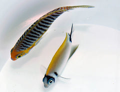 Genicanthus semifasciatus (pair)