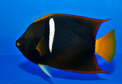 Holacanthus passer