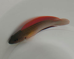 Labracinus lineatus