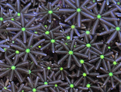 Knopia octocontacanalis