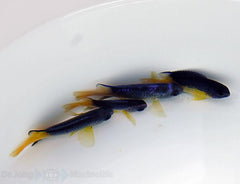 Pomacentrus auriventrus