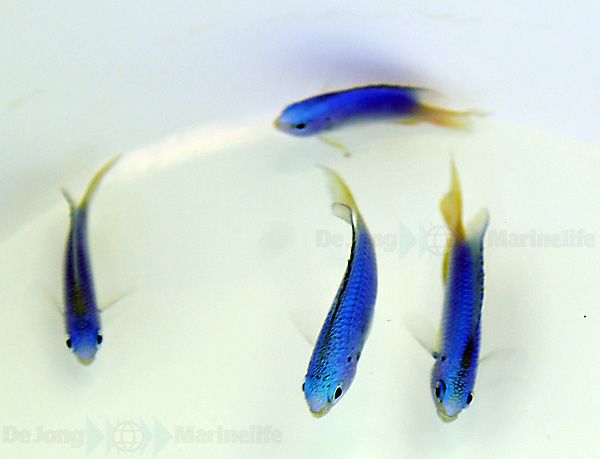 Pomacentrus coelestis