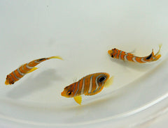 Pygoplites diacanthus (Pacific)