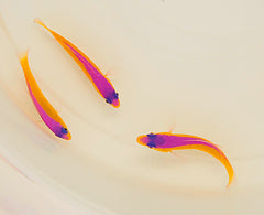Pictichromis diadema