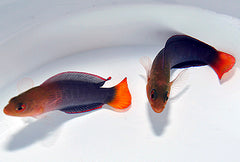 Pseudochromis dilectus