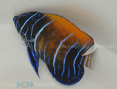 Pomacanthus navarchus (Juvenile/Adult)