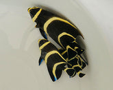 Pomacanthus paru
