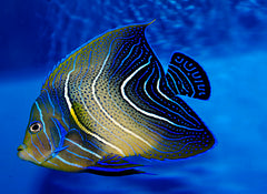 Pomacanthus semicirculatus