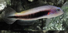 Pseudochromis tonozukai (female)
