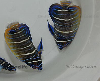 Pomacanthus xanthometopon (Juvenile/Adult)