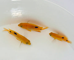 Stegastes planifrons