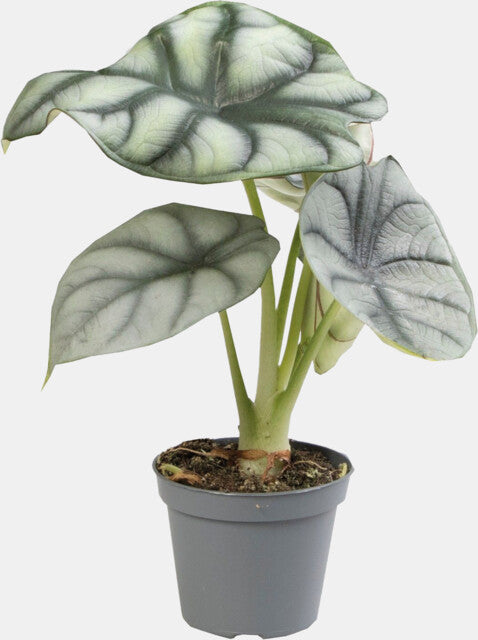 PT-Alocasia Silver Dragon