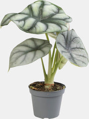 PT-ALOCASIA SILVER DRAGON