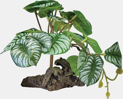 REPTO PLANT ON DECO BEGONIA