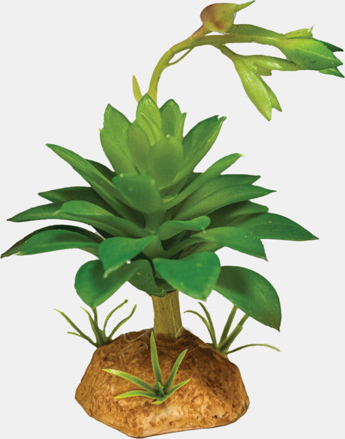 REPTO PLANT SUCCULENT GREEN