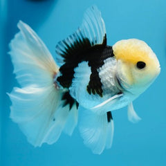 Or.leeuw.kp.panda 6-7 cm met rugvin