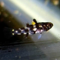 -Pandaka rouxi 1 cm.