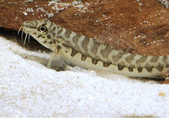 Paracanthocobitis botia M