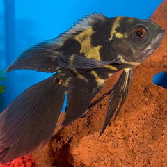 Astr.ocellatus Pauwoog albino sluier 5-6
