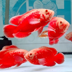 Astr.ocellatus super red Chili 7-9 cm
