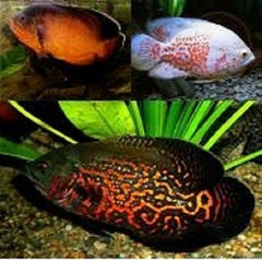 Astr.ocellatus Pauwoogcichlide mix 5-6