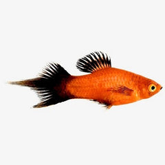 Xiph.maculatus Penseel platy M
