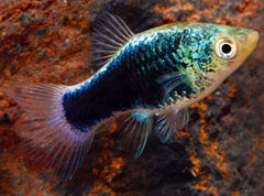 Xiph.maculatus Platy green lantern M #