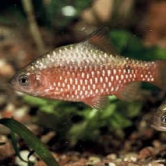 Barb.conchonius Prachtbarbeel metallic L
