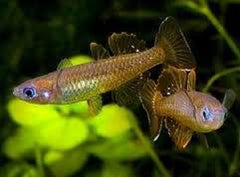 Pseudomugil tenellus Regenboogzalm M