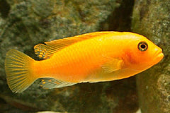 Metriaclima estherae 8 cm