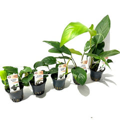 Plantenpakket Anubias 5x6 st.