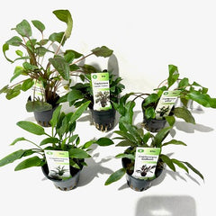 Plantenpakket Crypto 5x6 st.