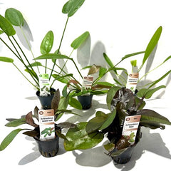 Plantenpakket Echinodorus 5x6 st.
