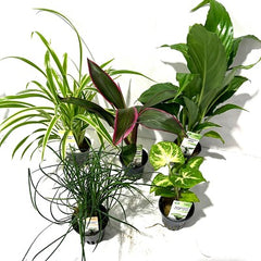 Plantenpakket terrarium 5x6 st.