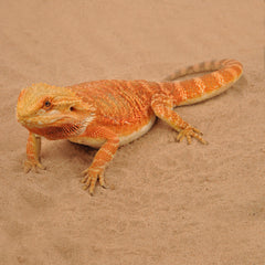 HABISTAT REPTI-ZAND NATUREL 5 KG