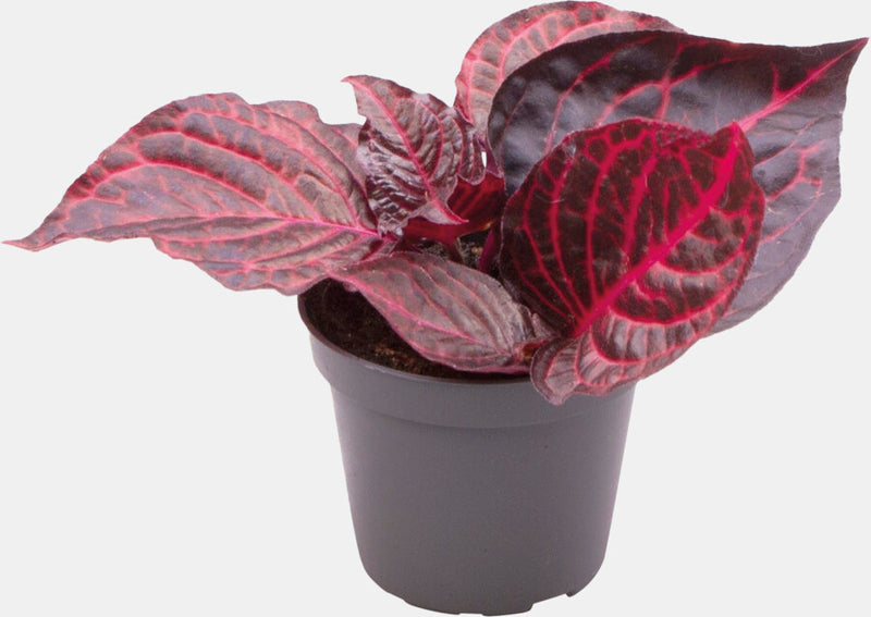 Pt-Iresine Herbstii Bloodleaf
