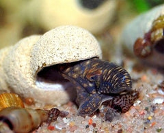 Tylomelania sp. Chocolate