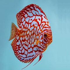 S.discus Discus red checkerboard 6-7