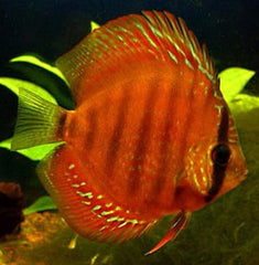 S.discus Discus red alenquer 6-7 cm