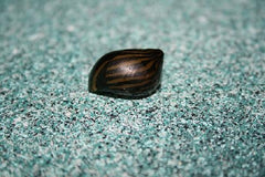 Neritina natalensis Tijgerslak