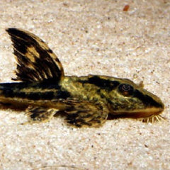 Rineloricaria sp.Colombia SM