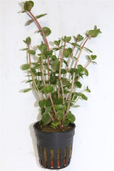 Rotala rotundifolia in pot
