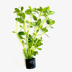 Bacopa monieri in Eco-ring
