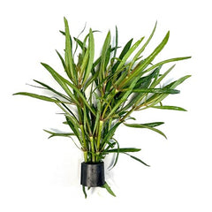 Eusteralis stellata in Eco-ring