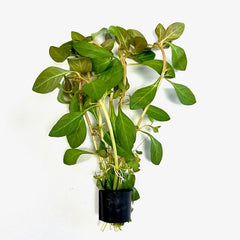 Ludwigia glandulosa in Eco-ring