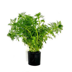 Limnophila sessiliflora in Eco-ring