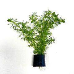 Myriophyllum guyana in Eco-ring