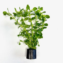 Rotala sp.green in Eco-ring