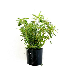 Rotala walichii in Eco-ring