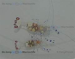 Ancylocaris brevicarpalis